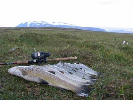 Ólafsvatn Arnarvatnsheiði - Veiðistaðavefurinn